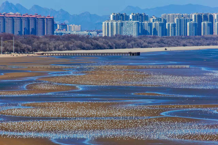 北戴河区