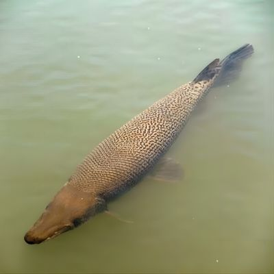 鳄雀鳝(1).jpeg