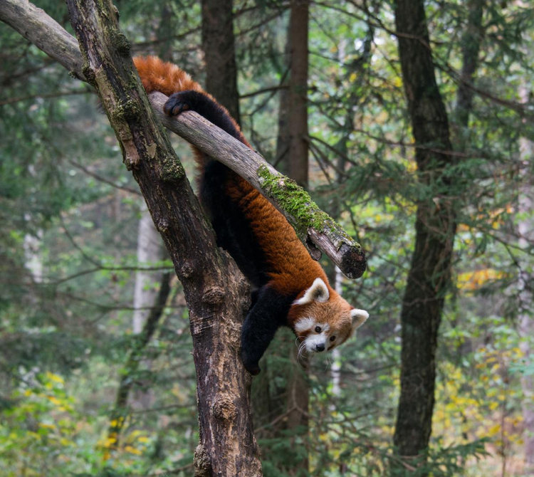 lesser_panda_mammal_monkey.jpg