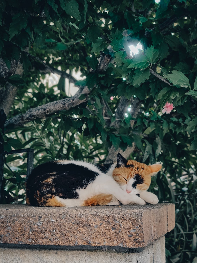 虎斑猫