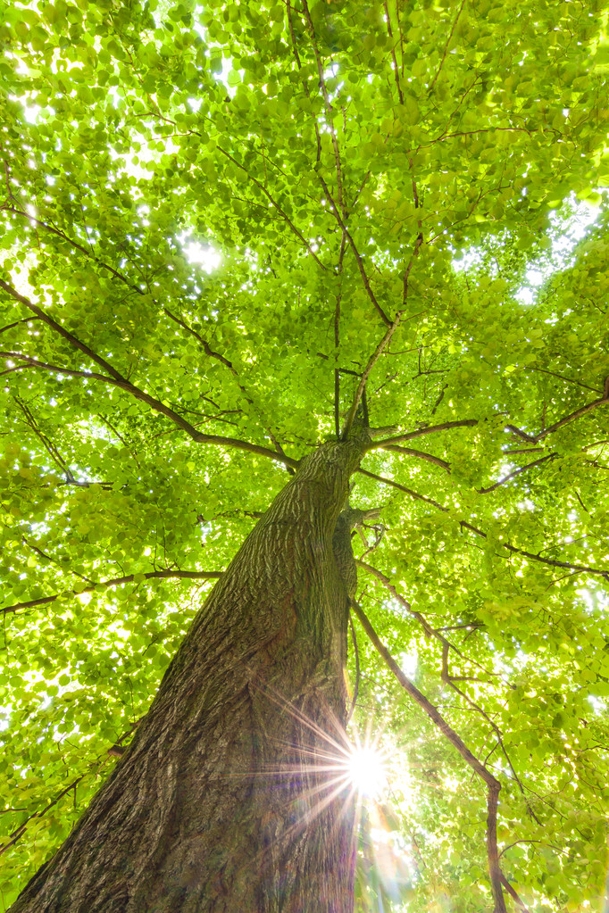 山毛榉绿叶green leaves of beech