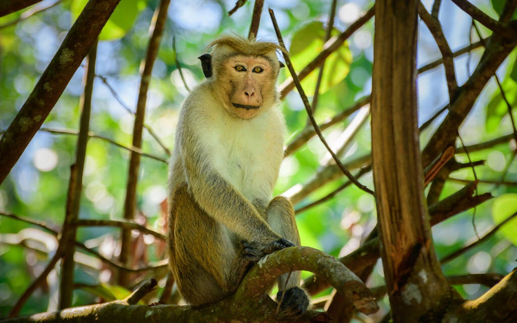 树荫下休息的短尾猴。黄色的眼睛直视着镜头。