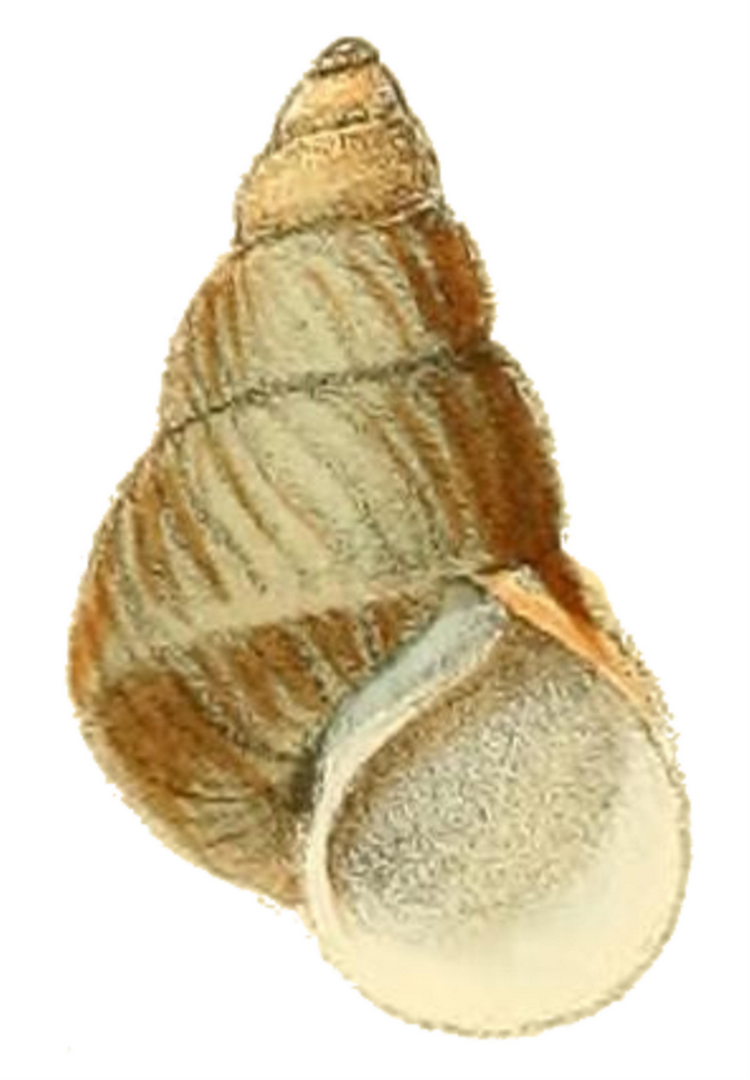 田螺科