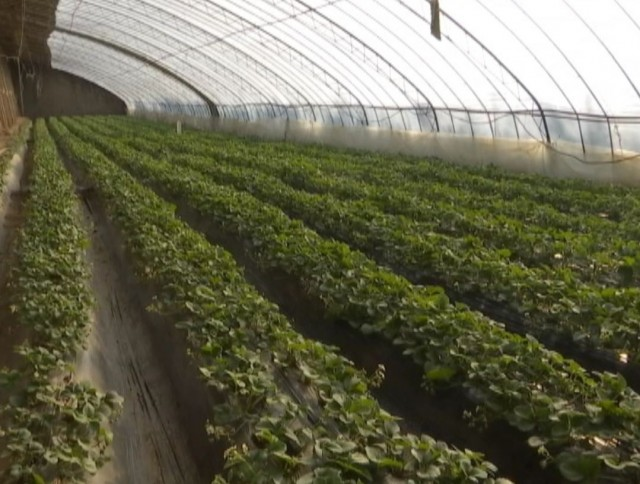 甘肃中盛农牧发展有限公司