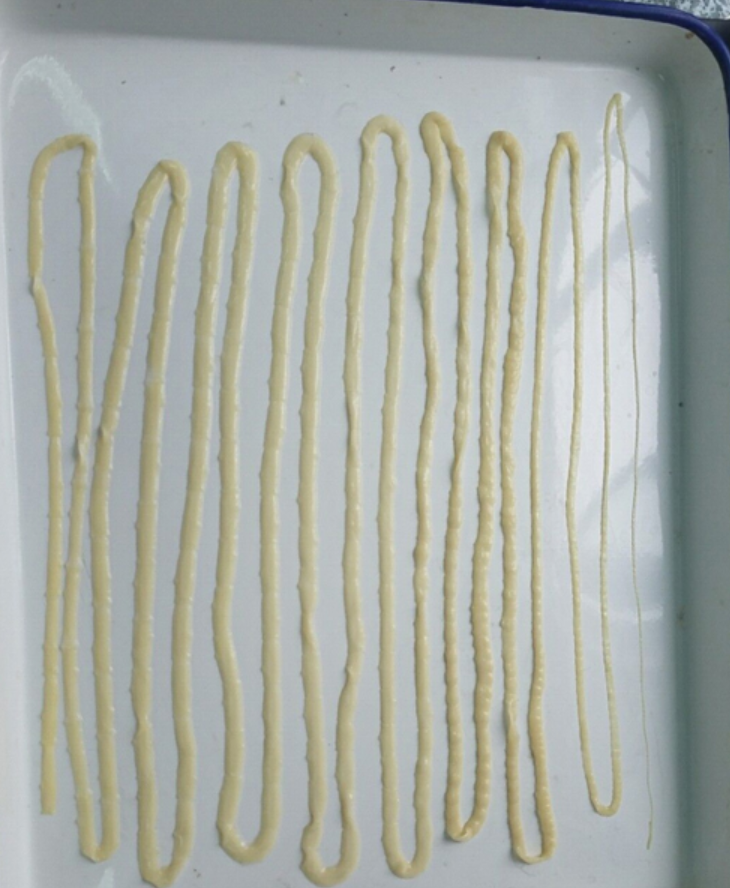 绦虫