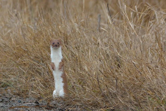 至少黄鼠狼在高高的草地上寻找猎物Least Weasel searching for prey in tall grass.jpeg