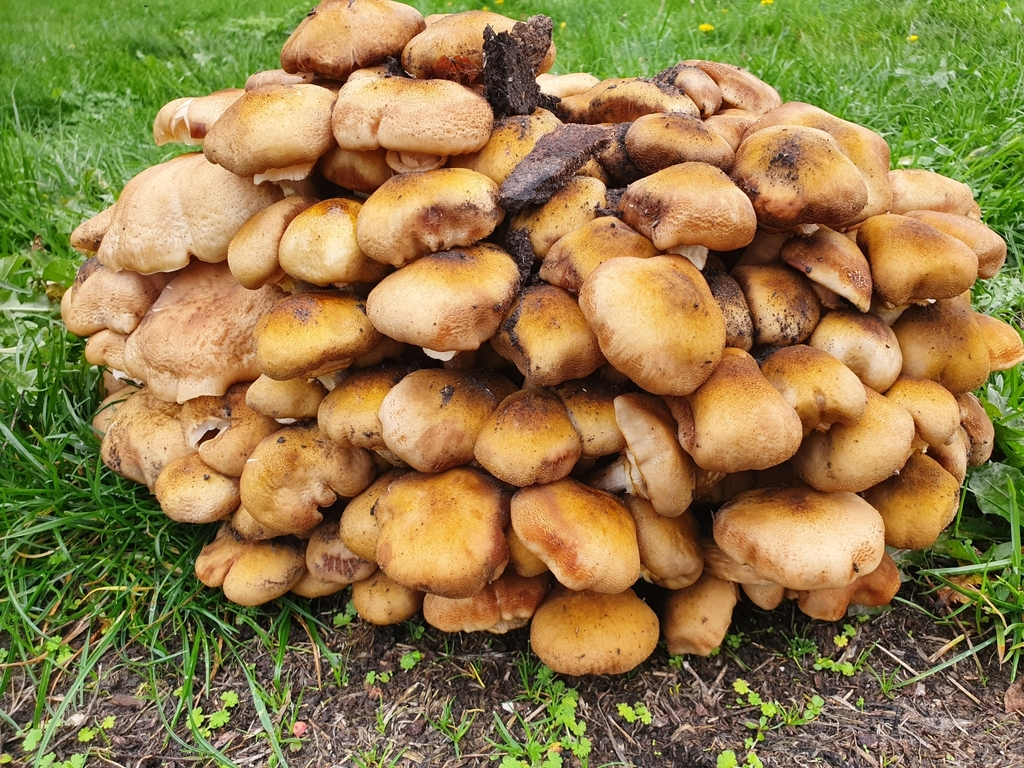蜜环菌