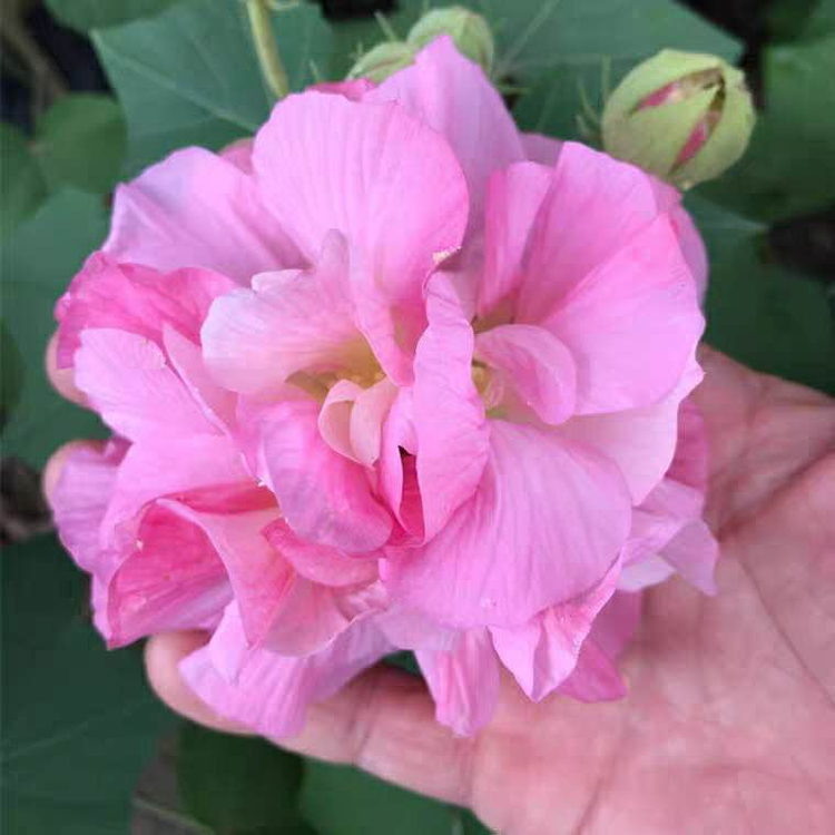 重瓣木芙蓉