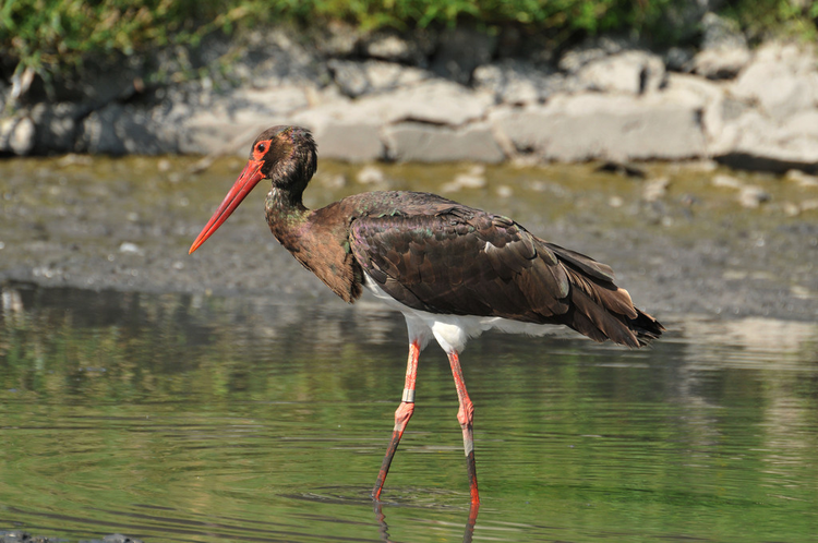 黑鹳Black Stork