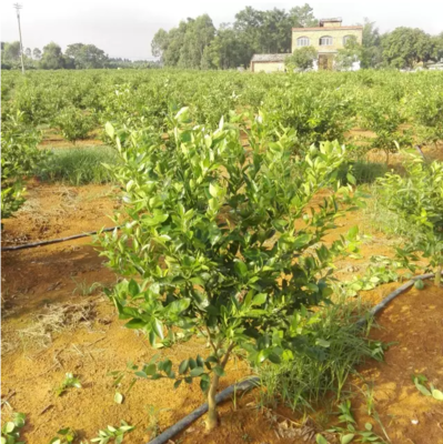 柑橘属植物图片