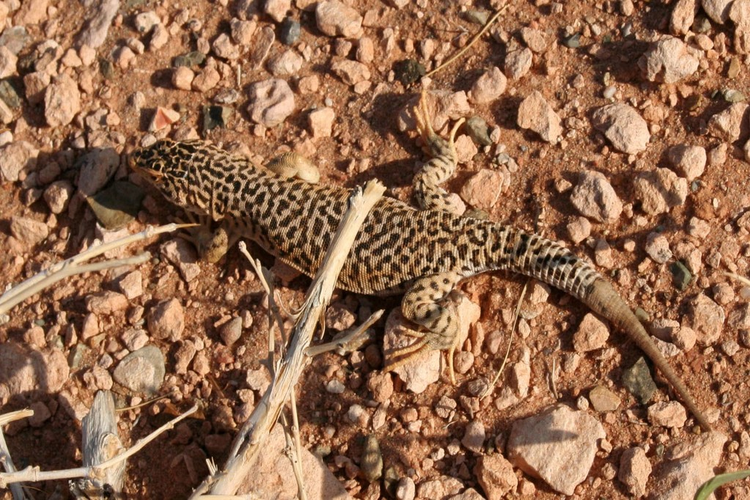 沙漠蜥蜴，蒙古，戈壁滩Desert Lizard, Mongolia , Gobi Desert.jpeg