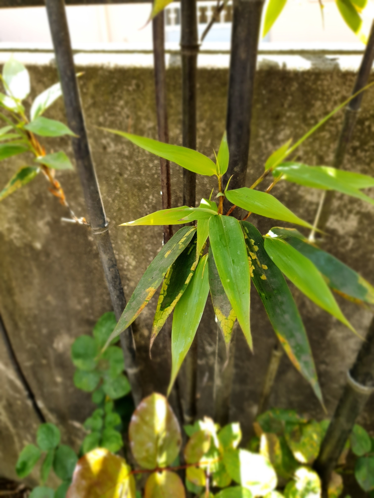 紫竹