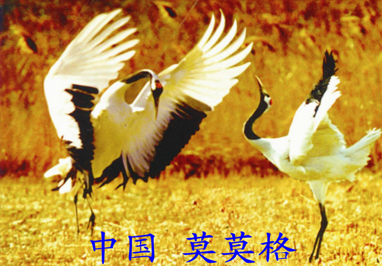 白城市
