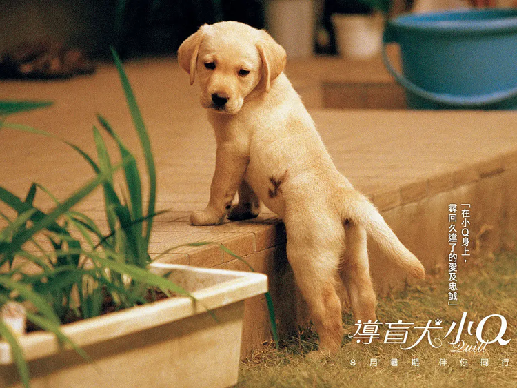 拉布拉多犬