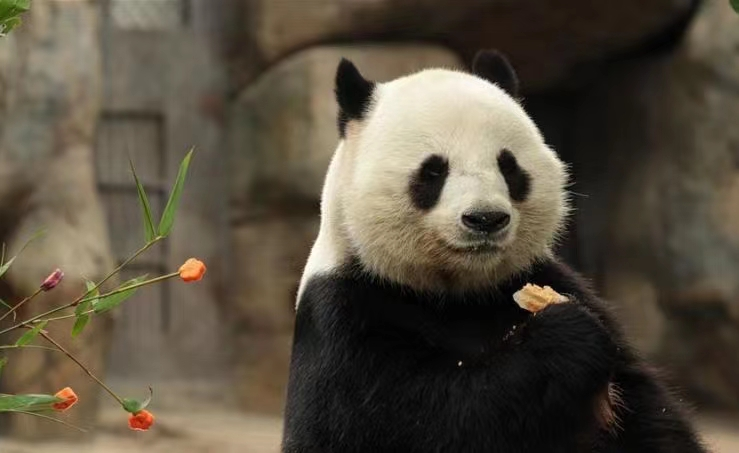 大熊猫乐乐