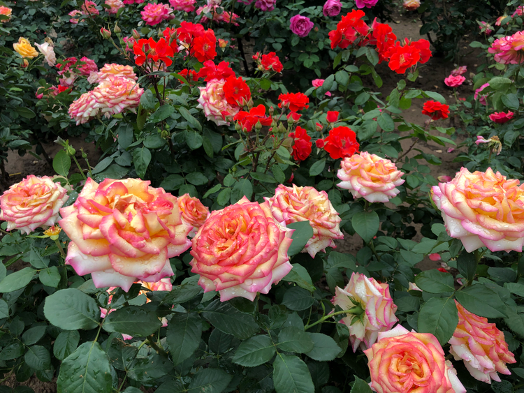 公园内的月季花