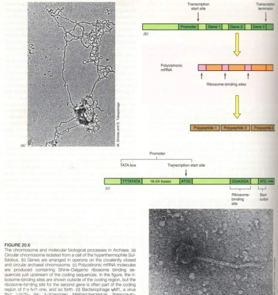 原核生物