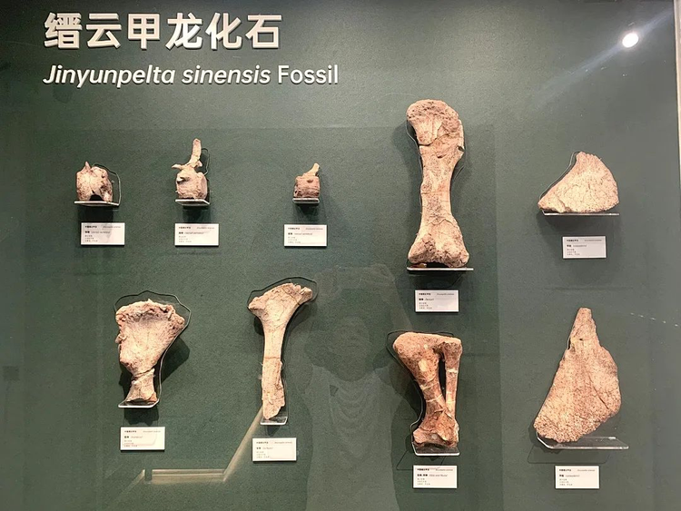 中国缙云甲龙各部位化石实物.jpeg