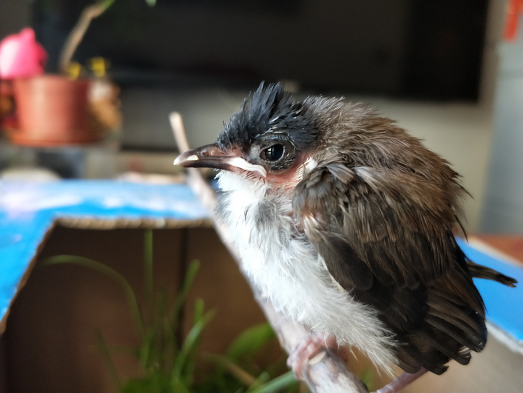 YoungRedWhiskeredBulbul.jpeg