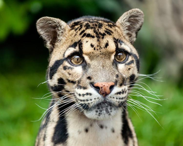 美丽云豹的头像Head Shot Portrait of Beautiful Clouded Leopard