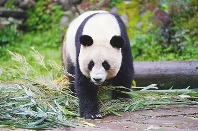 中国大熊猫保护研究中心