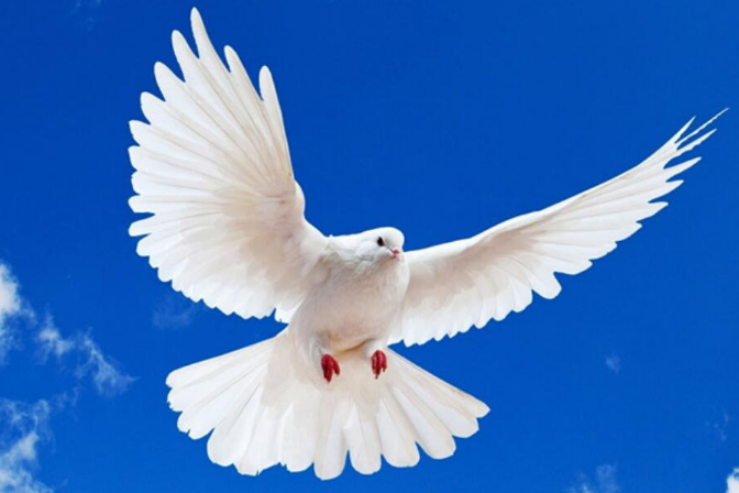 和平鸽