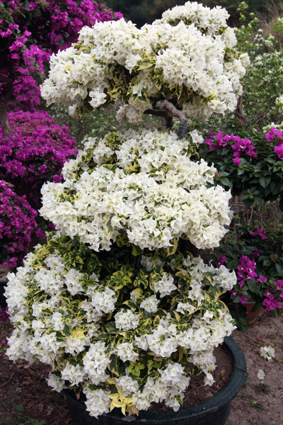 叶子花属
