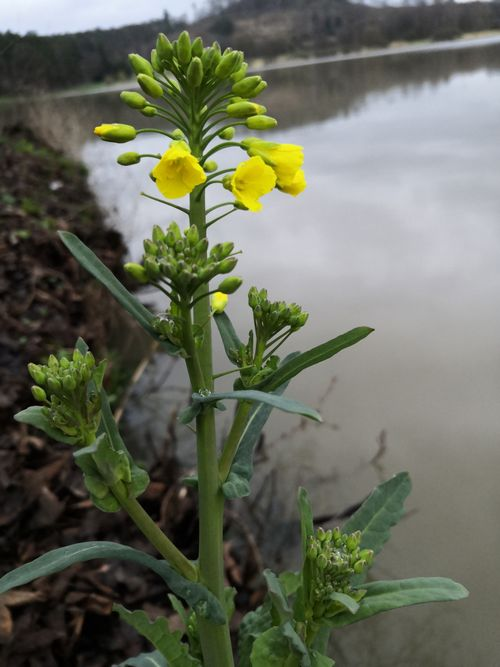 欧洲油菜