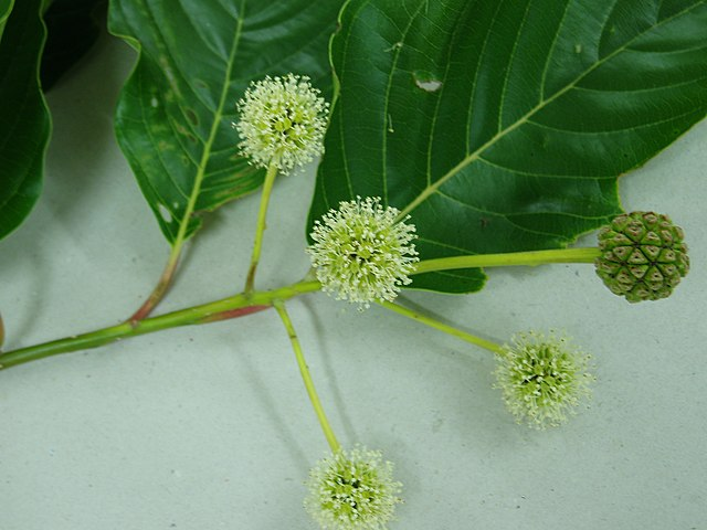 喜树