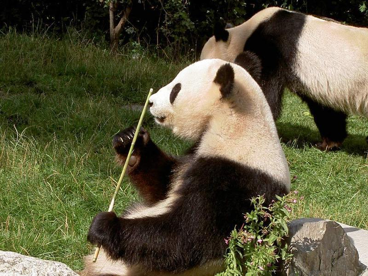 雪宝顶自然保护区