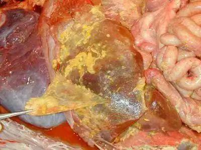 猫传染性腹膜炎病毒(feline infectious peritonitis virus)是一种病
