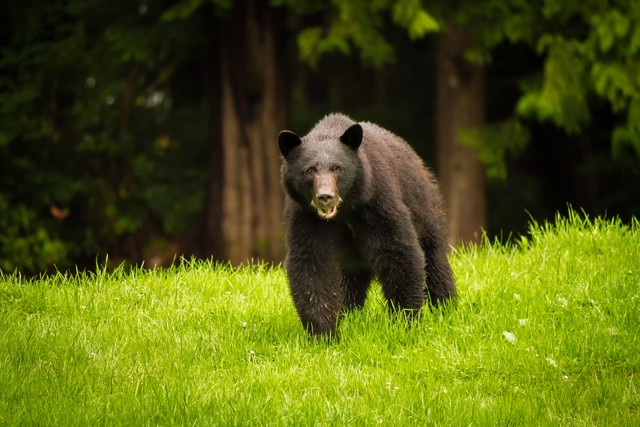 不列颠哥伦比亚省温哥华岛，黑熊在新鲜的绿色草地上觅食Black bear feeding on fresh green grass on Vancouver Island, British Columbia