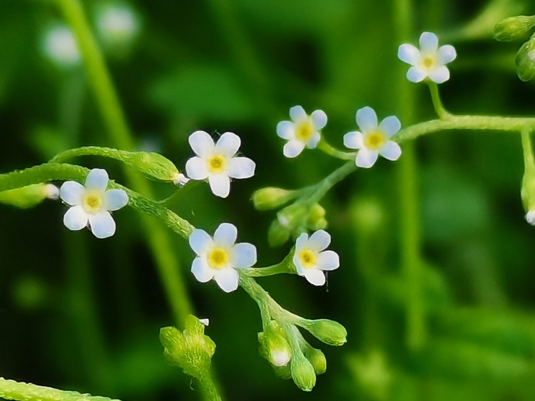 附地菜