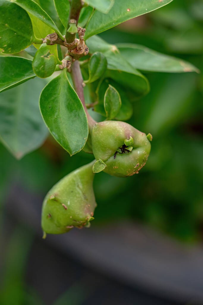 玫瑰仙人掌植物的种Pereskia Grandifolia