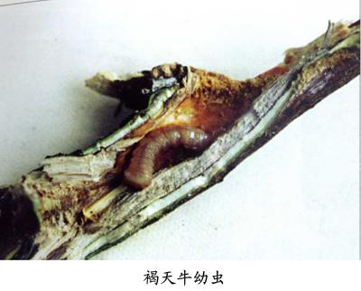 褐天牛相关图片