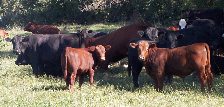 Red-angus.jpg