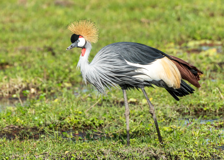 一只灰冠鹤A Grey Crowned Crane