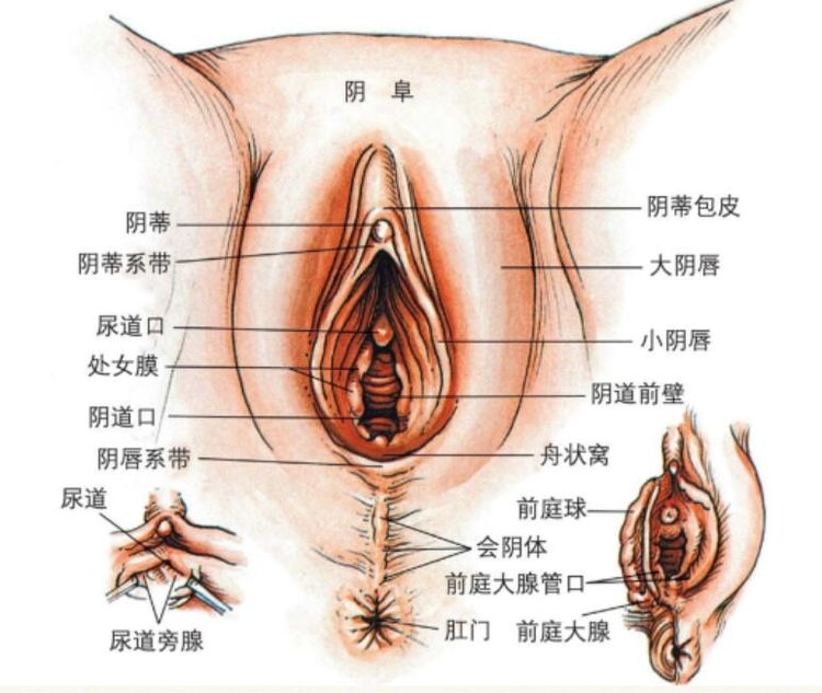 阴蒂