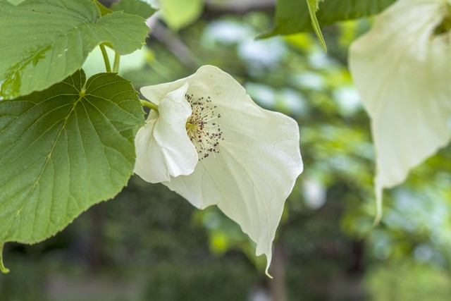山茱萸目蓝果树科珙桐属珙桐的花朵
