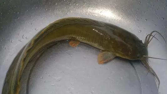 胡子鲶