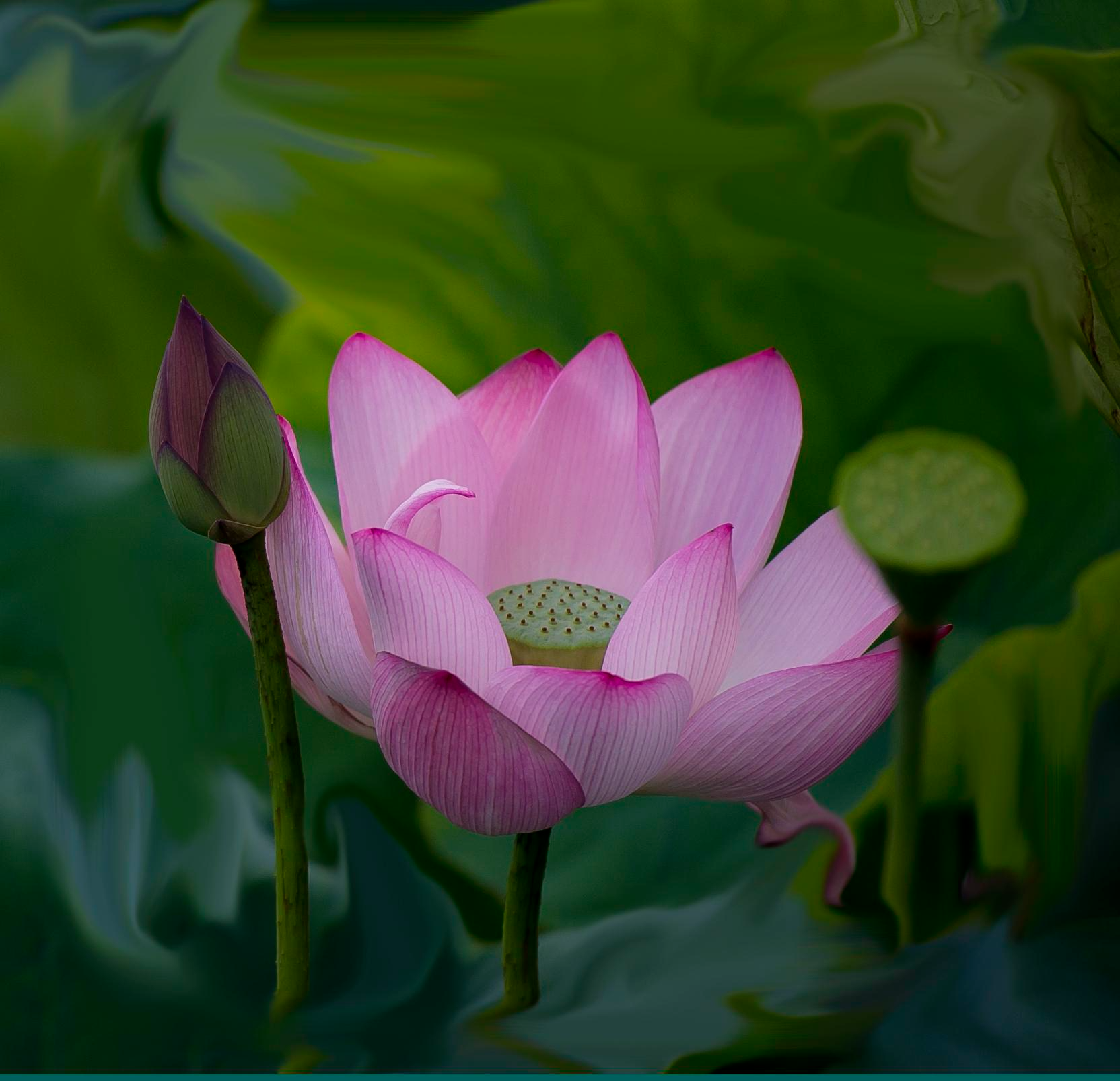 粉黛