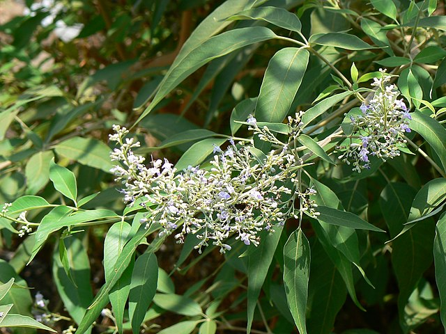 黄荆