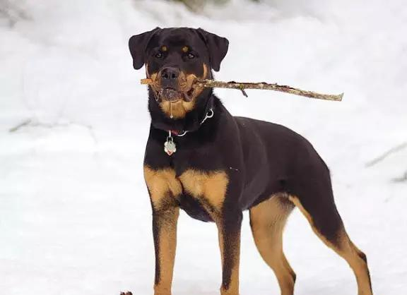 罗威纳犬