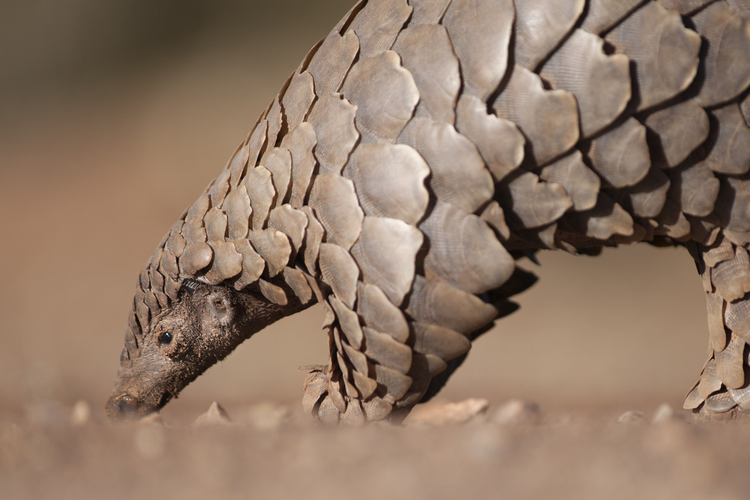 穿山甲寻找蚂蚁Pangolin searching for ants.jpeg