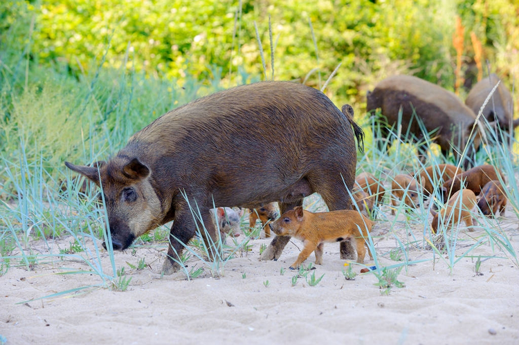 一大群野猪在沙子里玩耍，大人教孩子们寻找食物a large brood of wild pigs play in the sand, adults teach kids to search for food.jpeg