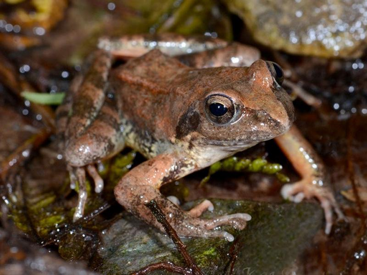 中国林蛙