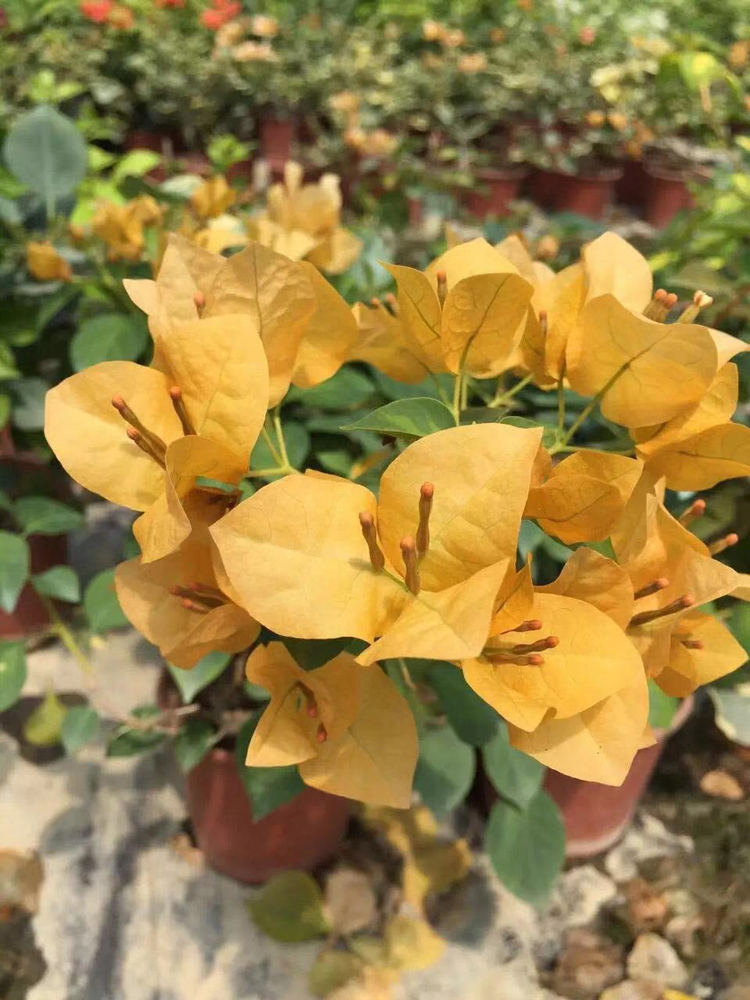 叶子花属