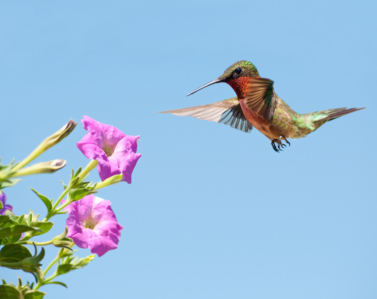 雄性蜂鸟正准备以粉色矮牵牛为食，背景是清澈的蓝天Male Hummingbird getting ready to feed on a pink Petunia with clear blue sky on background