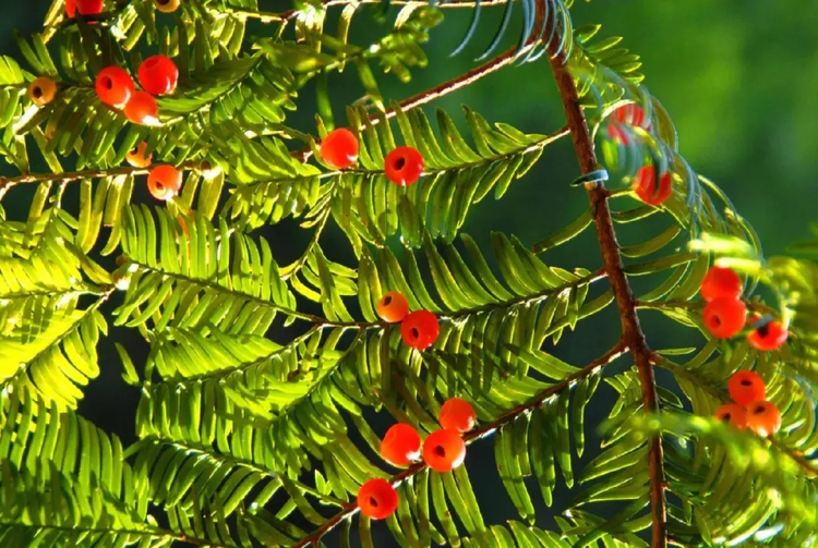 src=http___safe-img.xhscdn.com_bw1_c29d364e-73fe-4433-9e9c-d3b48b0e06e7_imageView2_2_w_1080_format_jpg&refer=http___safe-img.xhscdn (1).jpeg