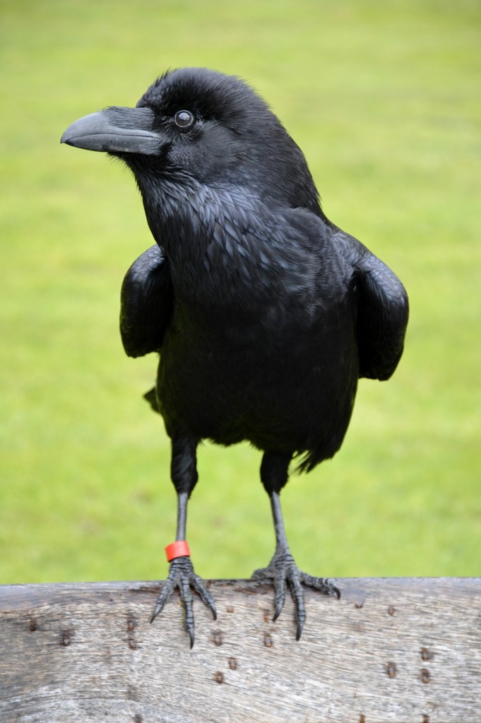 乌鸦的细节Detail of a raven